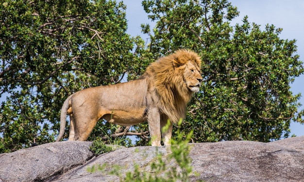 Grand lion debout sur un rocher