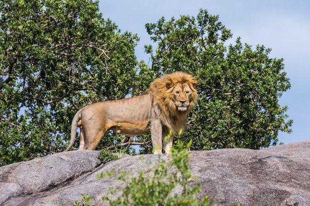 Grand lion debout sur un rocher