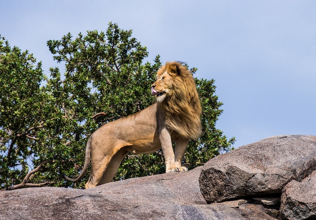 Grand lion debout sur un rocher