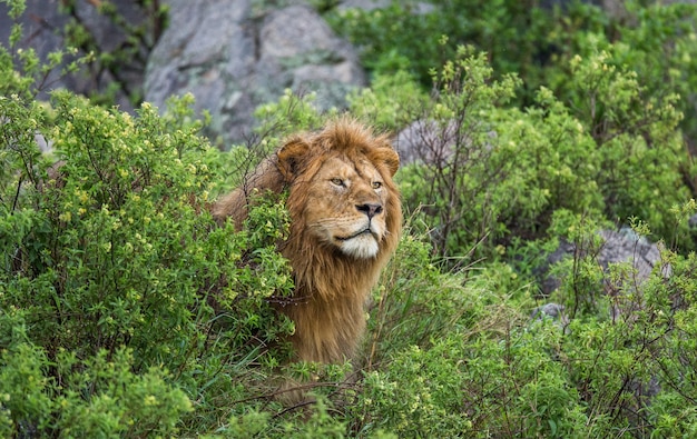 Grand lion mâle dans l'herbe.