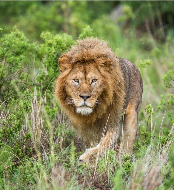 Grand lion mâle dans l'herbe.