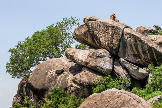 Grand lion mâle sur un gros rocher.