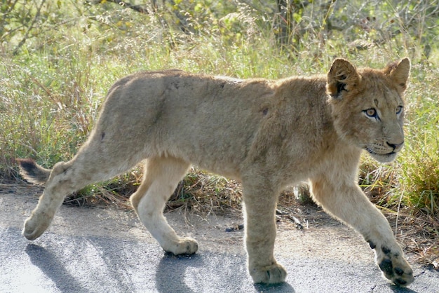 Grand lion traversant la route Une lionne avec des oursons traverse la route Animal sud-africain