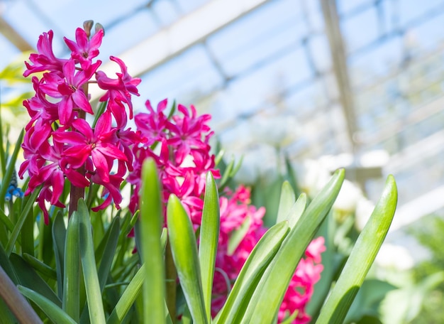 Un grand lit de fleurs avec des jacinthes colorées fleurs de Pâques traditionnelles les premières fleurs de printemps mise au point sélective