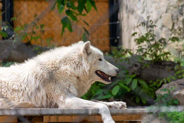 Un grand loup blanc reposant dans sa cage