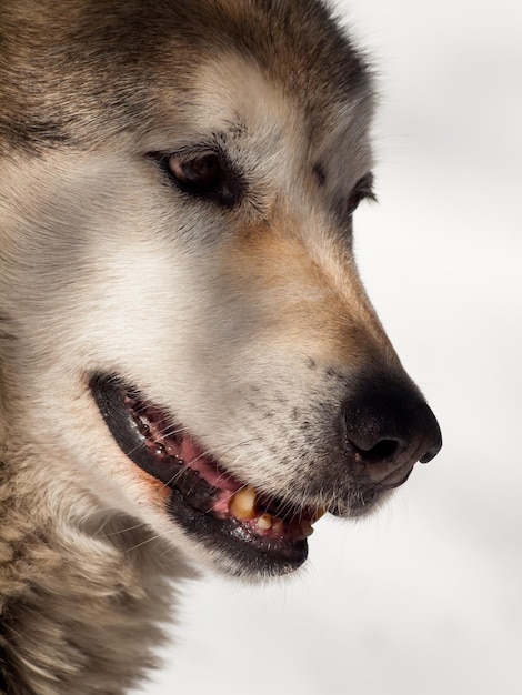 Grand loup en captivité.