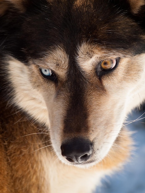 Grand loup en captivité.