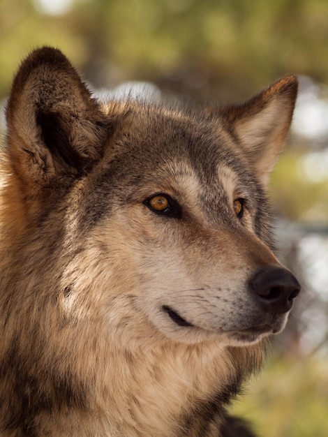 Photo grand loup en captivité.