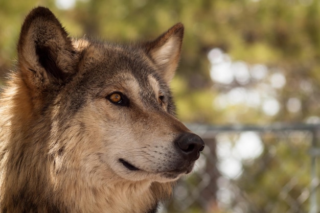 Grand loup en captivité.