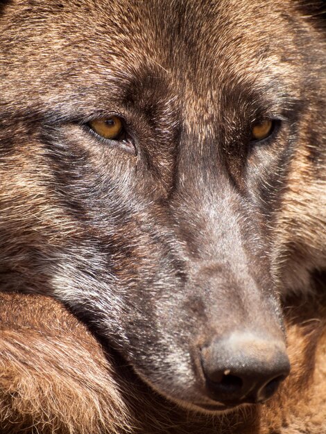 Photo grand loup en captivité.