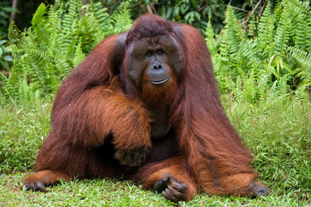 Le grand mâle dominant est assis sur l'herbe. Indonésie. L'île de Kalimantan (Bornéo).