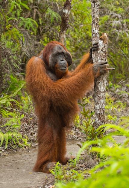 Le grand mâle dominant se tient sur les pattes arrières dans la jungle. Indonésie. L'île de Kalimantan (Bornéo).