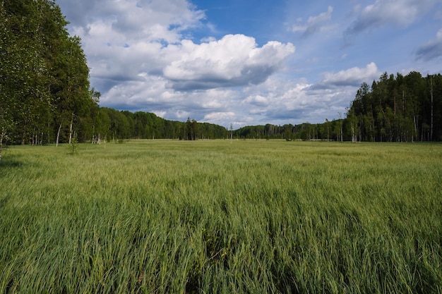 Grand marais avec de l'herbe dans un champ dans la forêt un jour d'été nuageux