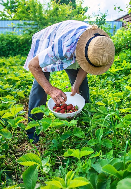 Grand-mère cueillant des fraises dans le jardin. Nature.