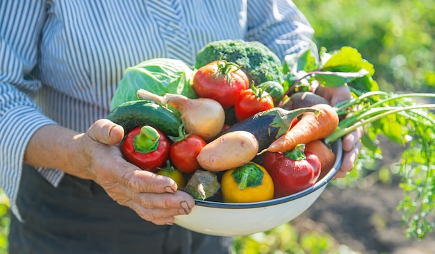 Grand-mère dans le jardin avec des légumes à la main. Mise au point sélective.