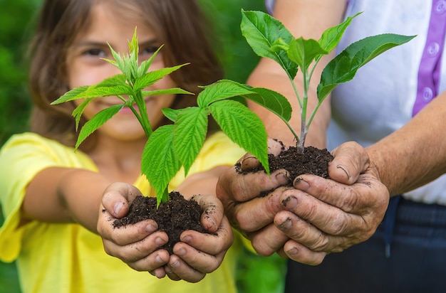 La grand-mère et l'enfant tiennent une pousse de plante dans leurs mains. Mise au point sélective. Nature.