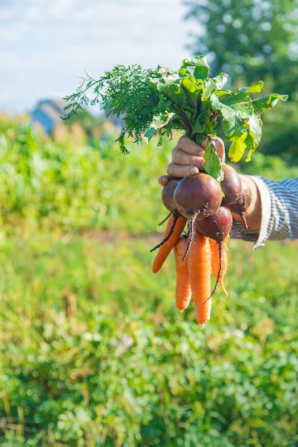 Grand-mère avec des légumes dans ses mains dans le jardin. Légumes organiques. Mise au point sélective.