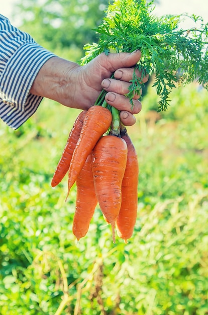 Grand-mère avec des légumes à la main dans le jardin