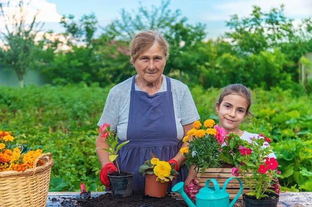 La grand-mère et la petite-fille des femmes plantent des fleurs dans le jardin Mise au point sélective