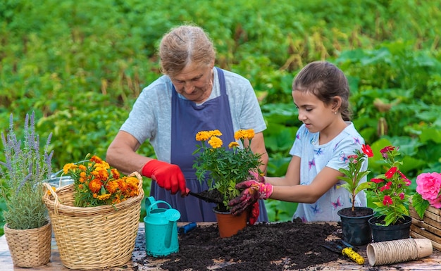 La grand-mère et la petite-fille des femmes plantent des fleurs dans le jardin Mise au point sélective