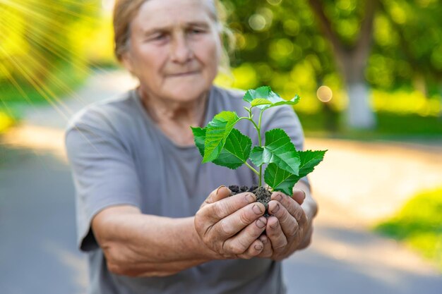 Grand-mère plante un arbre dans le jardin Mise au point sélective