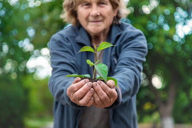 Grand-mère plante un arbre dans le jardin Mise au point sélective