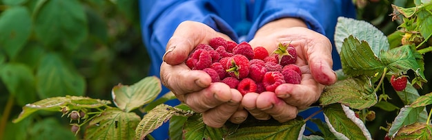 Grand-mère récolte des framboises dans le jardin Mise au point sélective