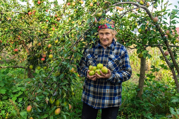 Grand-mère récolte des poires dans le jardin Mise au point sélective