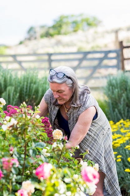 grand-mère et son petit-fils de 5 ans taillant des roses dans son jardin