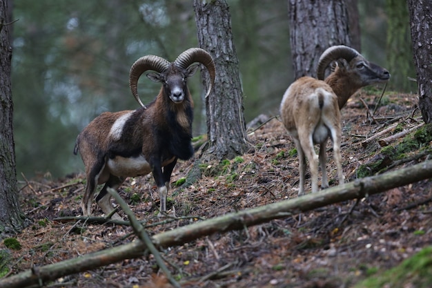 Grand mouflon européen dans la forêt animal sauvage dans l'habitat naturel République tchèque