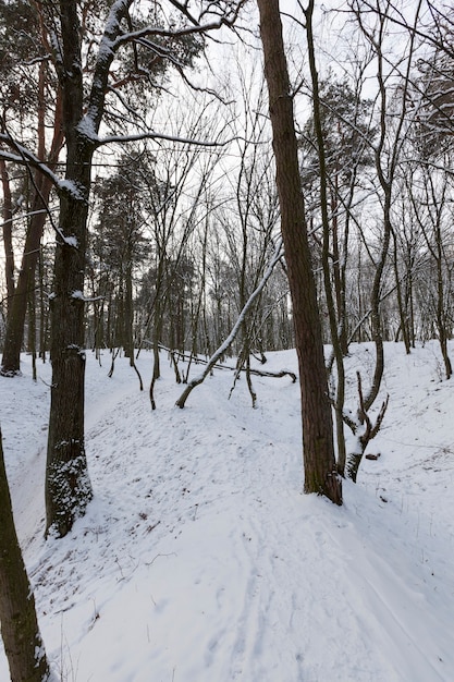 Grand nombre d'arbres à feuilles caduques nus en hiver, les arbres sont recouverts de neige après les gelées et les chutes de neige, les congères dans le parc ou la forêt d'hiver, il y aura des empreintes de pas dans la neige