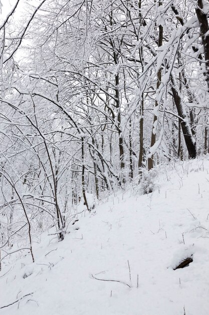 Un grand nombre d'arbres à feuilles caduques nus en hiver, les arbres sont recouverts de neige après les gelées et les chutes de neige, les congères dans le parc ou la forêt d'hiver, il y aura des empreintes de pas dans la neige