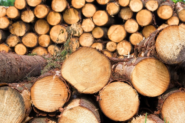 Un grand nombre de bois résineux récoltés, empilés en tas, site industriel