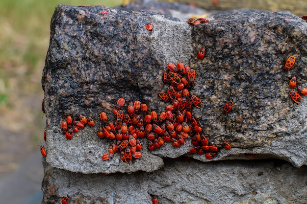 un grand nombre de Firebugs sont assis sur un rocher