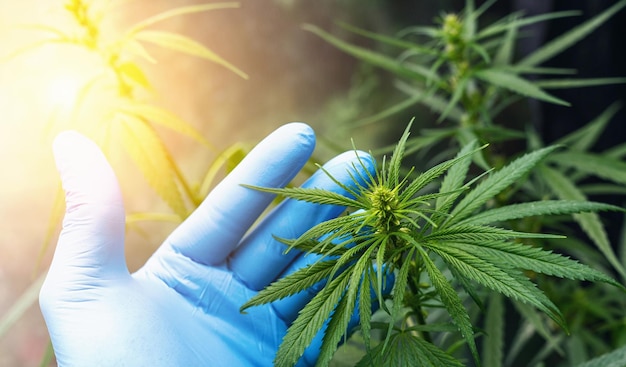 grand nombre de fleurs de cannabis entre les mains de l'employé de Medetsinsky. Concept de médecine alternative à base de plantes, huile de cbd, industrie pharmaceutique