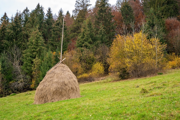 Grand nombre de meules de foin avec du foin sec dans un pré vert avec de l'herbe fraîche et humide par temps gris nuageux