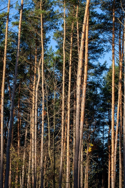 Grand nombre de pins dans la forêt en Europe