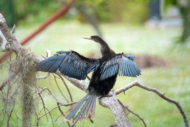 Un grand oiseau anhinga reposant sur une branche d'arbre dans les zones humides de Floride