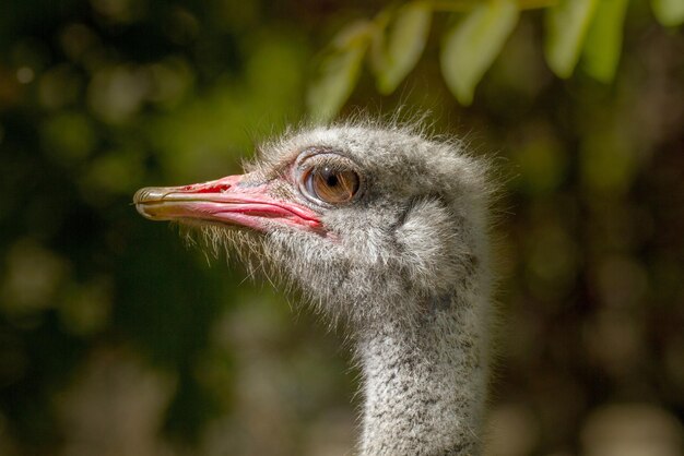 Grand oiseau animal d'une autruche