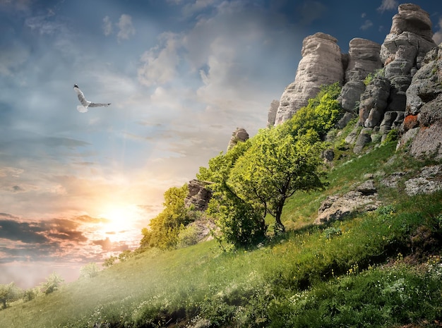 Grand oiseau au-dessus des arbres sur la montagne