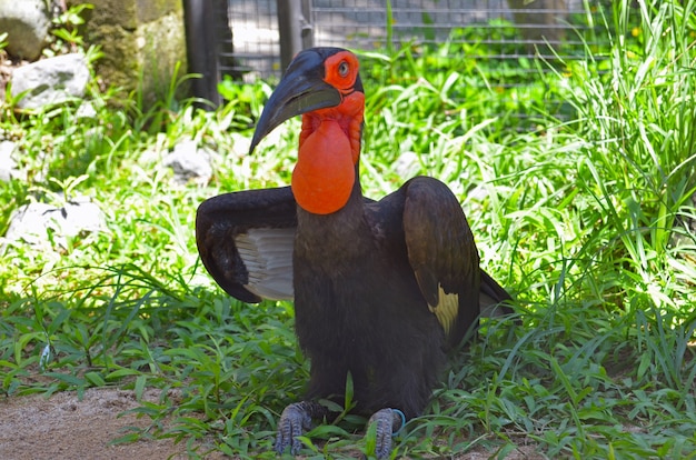 Grand oiseau avec goitre rouge dans un parc tropical sur une prairie d'herbe verte.