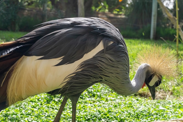 Grand oiseau gris grue couronnée d'Afrique