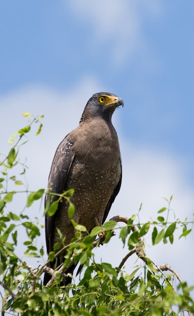 Grand oiseau prédateur assis sur un arbre