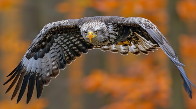 Un grand oiseau de proie volant gracieusement dans les airs