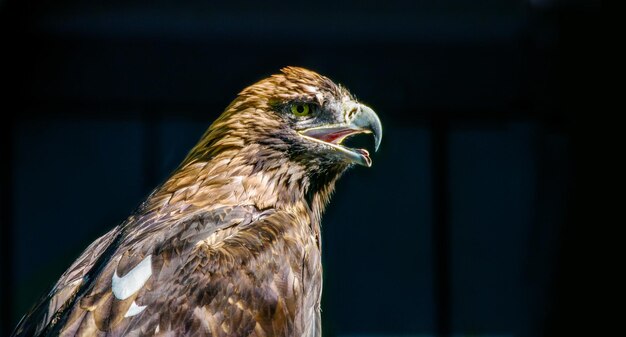 Grand oiseau de proie