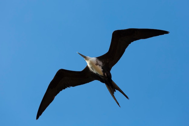 Grand oiseau volant dans le ciel bleu de La Guajira Colombie