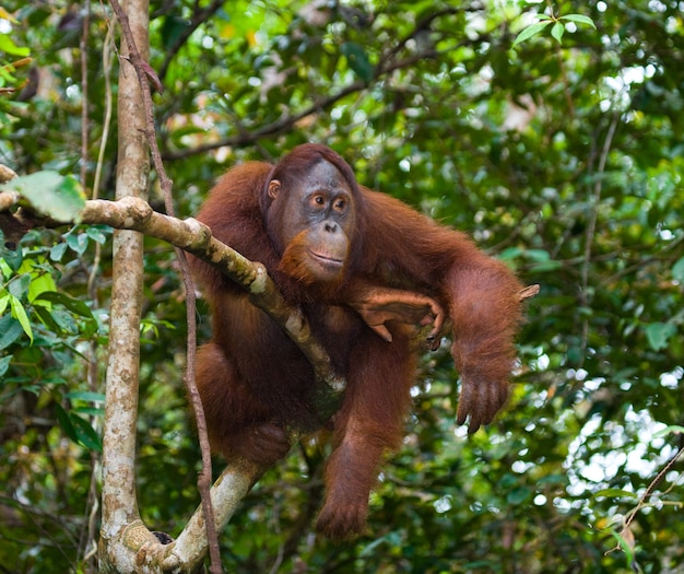 Grand orang-outan mâle sur un arbre à l'état sauvage. Indonésie. L'île de Kalimantan (Bornéo).