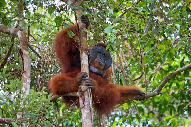 Grand orang-outan mâle sur un arbre à l'état sauvage. Indonésie. L'île de Kalimantan (Bornéo).