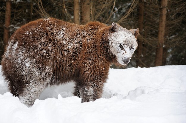 Grand ours brun dans la forêt d'hiver