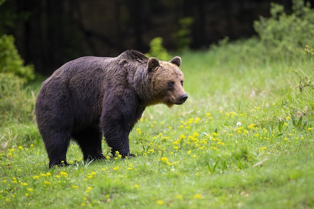 Grand ours brun debout sur des fleurs sauvages au printemps